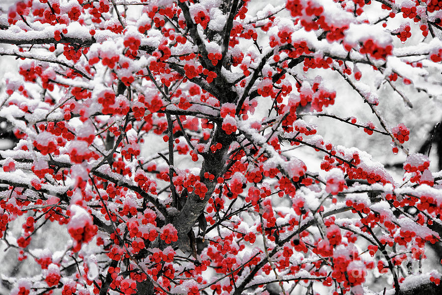 Snow Covered Possumhaw Berries 4 Photograph by Bob Phillips