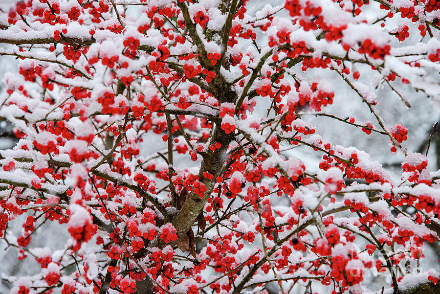 Snow Covered Possumhaw Berries Photograph by Bob Phillips