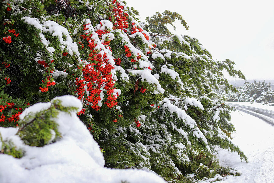 Snow Covered Red Holly Berries  #1 Photograph by Brigitte Blanchette Thompson