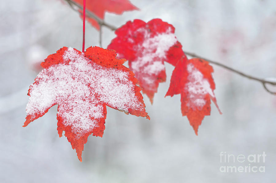 Snow Covered Red Maple Leaves Photograph by Tamara Becker
