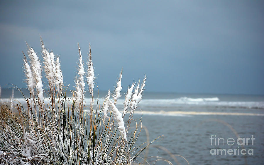 Snow Covered Sea Oats Photograph by Shannon Moseley