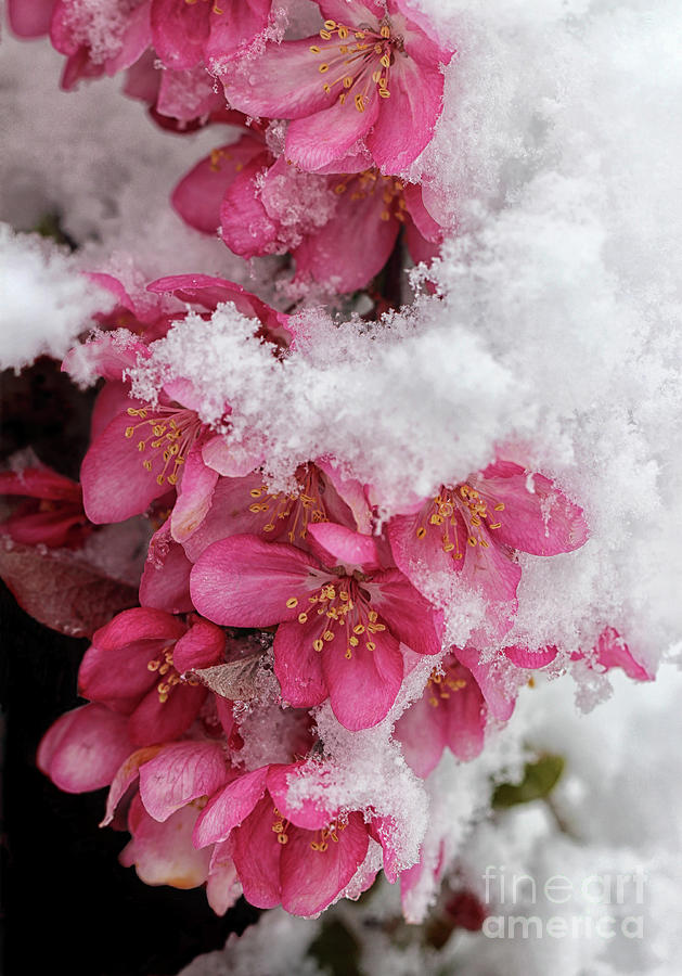 Snow Covered Spring Blossoms Photograph by Karen Adams