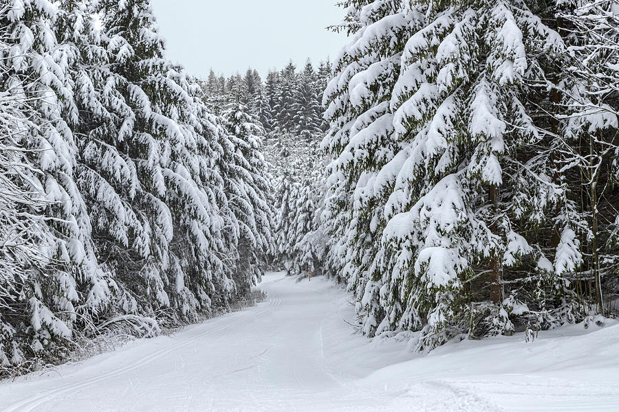 Snow-covered spruce trees in a wintry landscape, in the Sauerland, Germany Photograph by Mieneke Andeweg-van Rijn