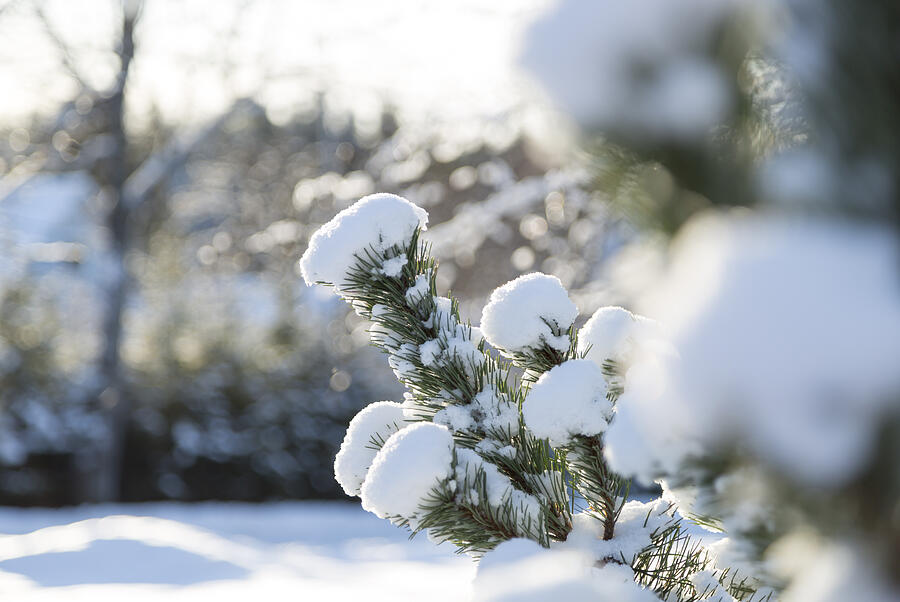 Snow Covered Spruce Twig Photograph by NiklasEmmoth