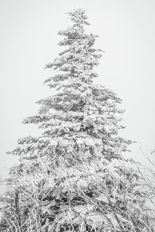 Snow covered Photograph by Stacy Abbott