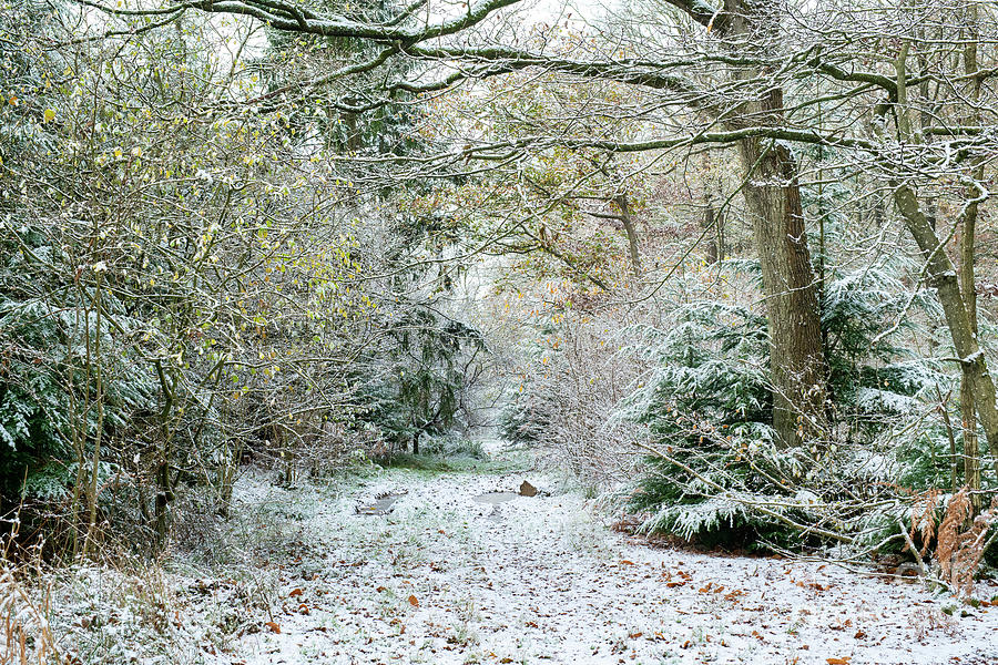 Snow Covered Track in an English Woodland Photograph by Tim Gainey