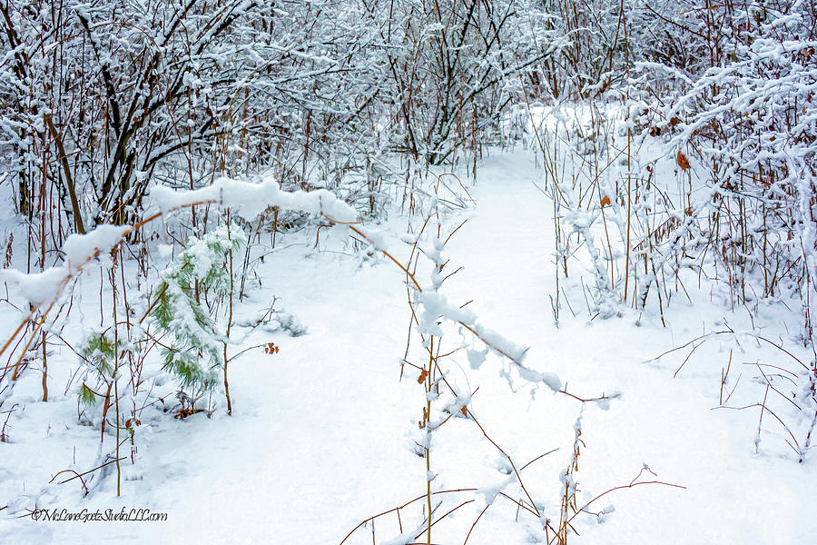 Snow Covered Trail Photograph by LeeAnn McLaneGoetz McLaneGoetzStudioLLCcom