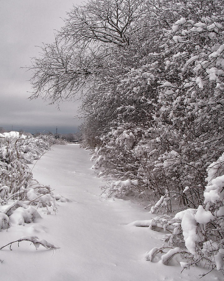 Snow Covered Trail Photograph by Scott Olsen