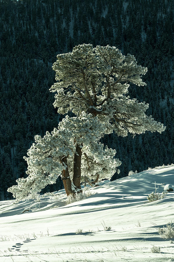 Snow covered tree - 9182 Photograph by Jerry Owens