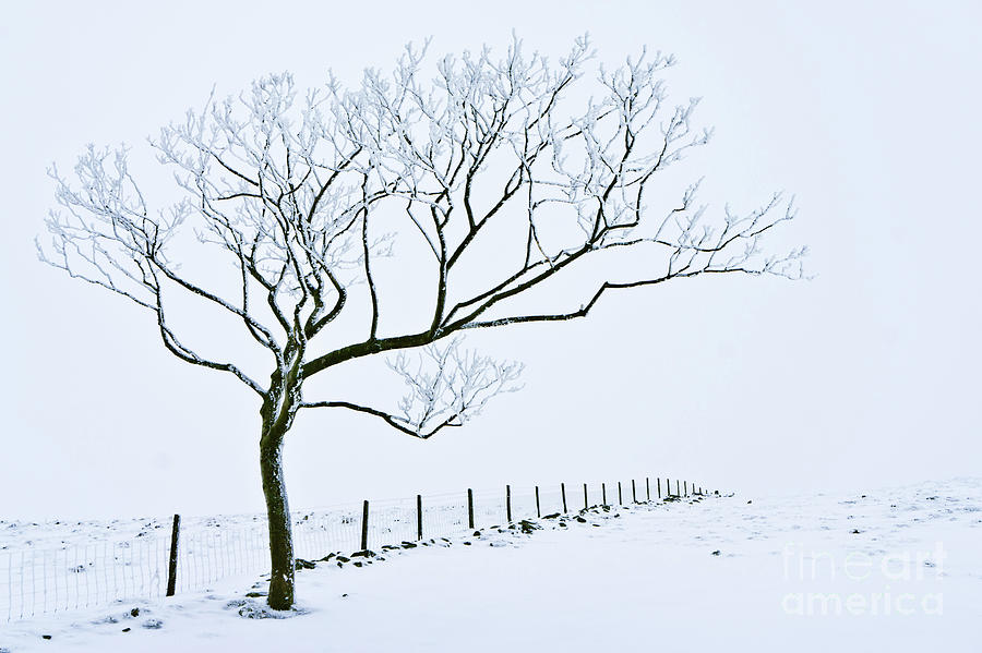 Snow covered tree and fence, Peak District, England Photograph by Neale And Judith Clark