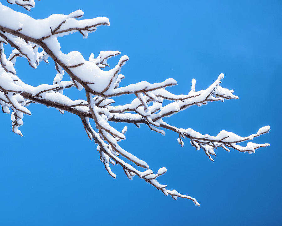 Snow Covered Tree Branch Photograph by Patti Deters - Pixels