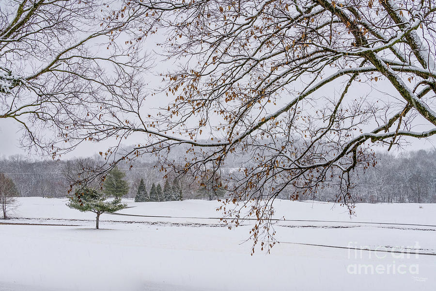 Winter Photograph - Snow Covered Tree Branches At Golf Course by Jennifer White
