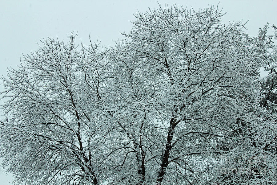 Snow Covered Tree Branches Photograph by Maili Page - Fine Art America