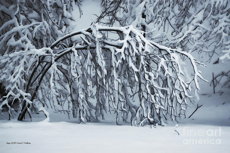Snow Covered Tree Photograph