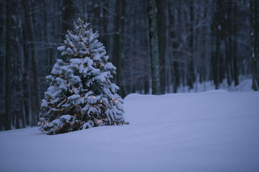 Snow-covered tree Photograph by Comstock Images