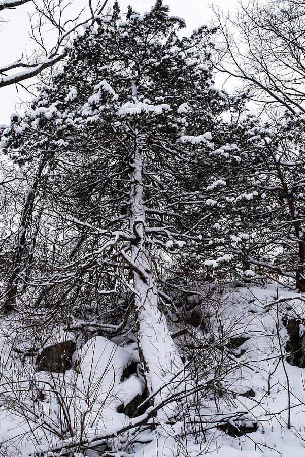 Snow covered tree in the Salem Woods in Salem Massachusetts Photograph by Toby McGuire