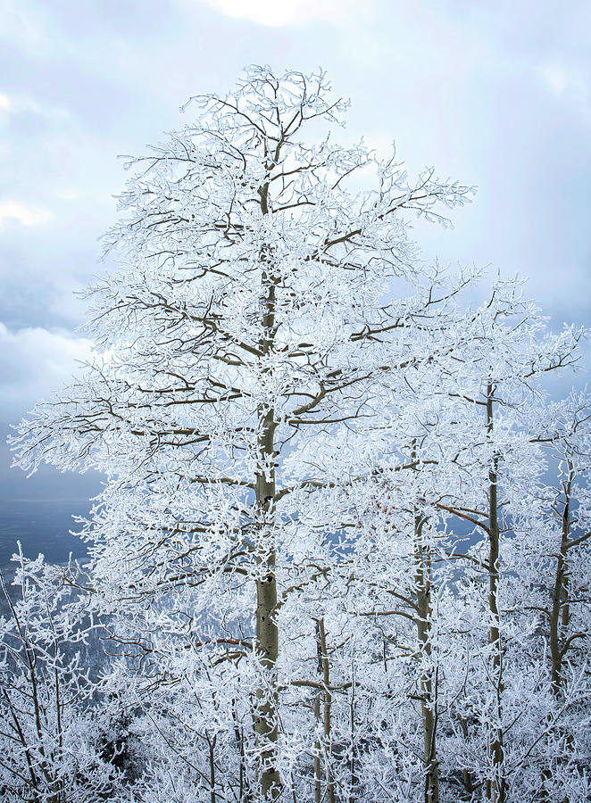 Snow Covered Tree Photograph by Rebecca Herranen