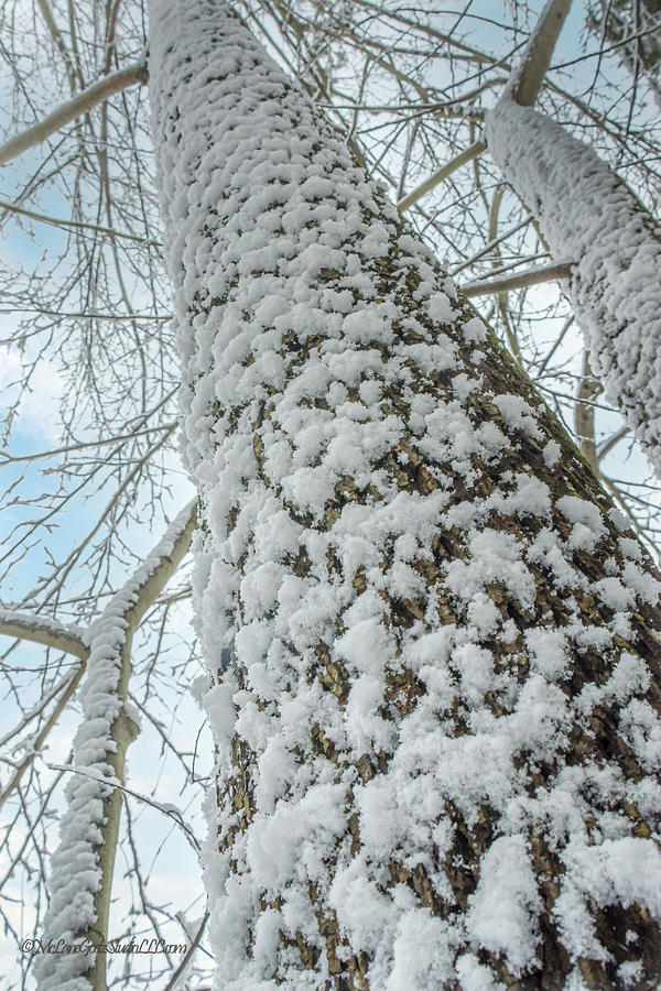 Snow covered tree trunks  Photograph by LeeAnn McLaneGoetz McLaneGoetzStudioLLCcom