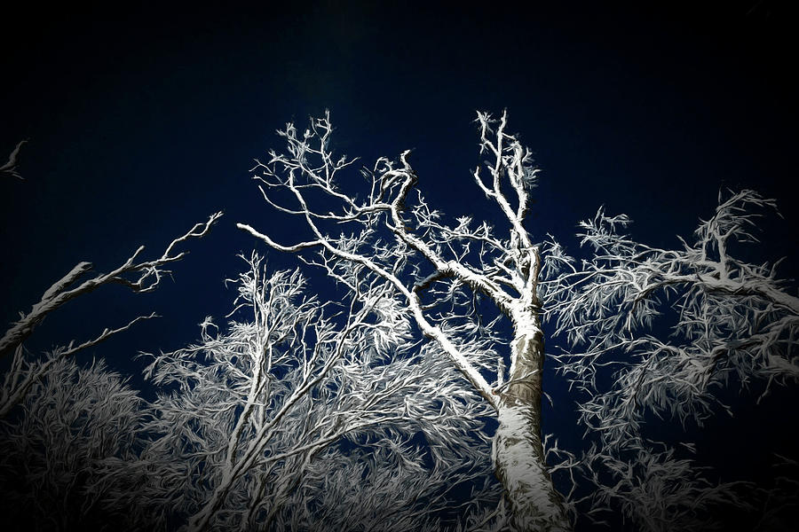 Snow covered trees against blue sky paintography Photograph by Dan Friend