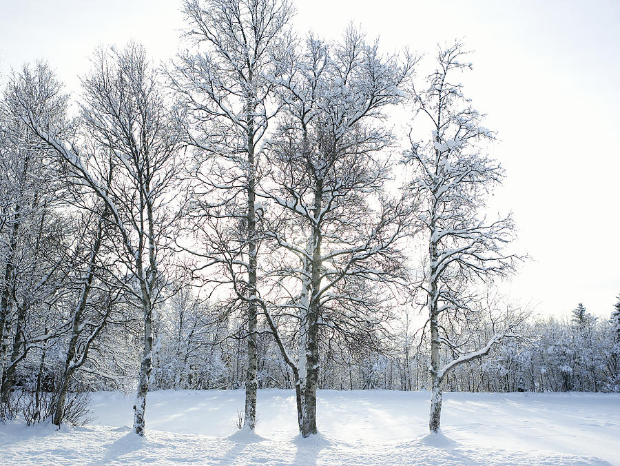 Snow-covered trees and landscape Photograph by John P Kelly