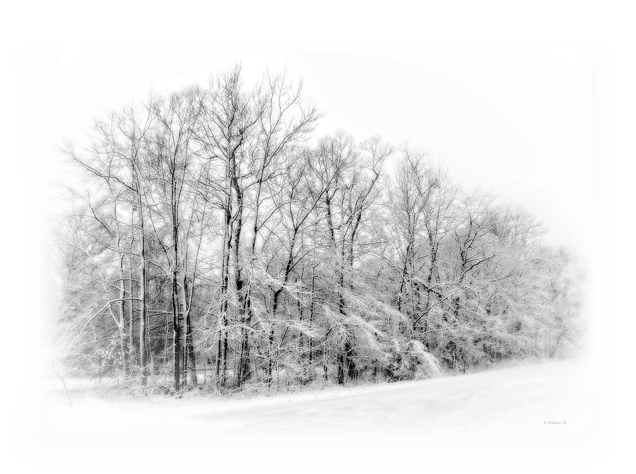 Snow-covered Trees - BW Photograph by Brian Wallace