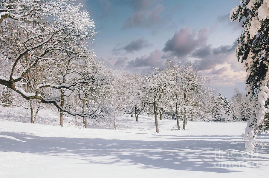 Snow Covered Trees Photograph by Elaine Manley