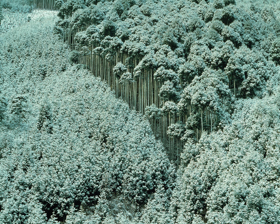 Snow covered trees in a forest, Kyoto Prefecture, Kinki Region, Honshu, Japan Photograph by Panoramic Images