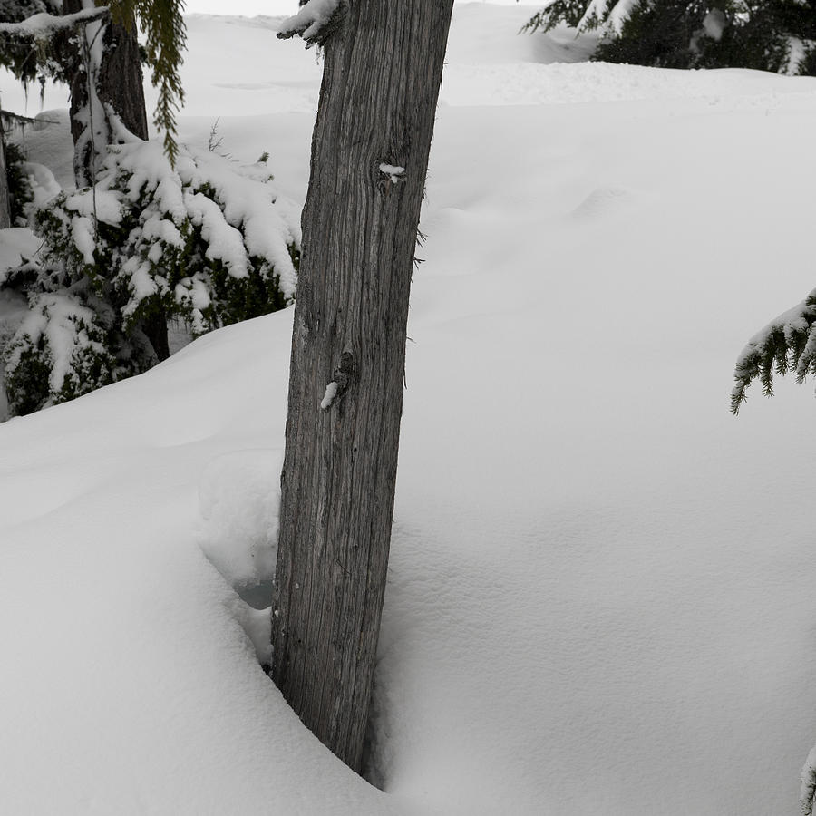 Snow covered trees in Whistler Photograph by Fotosearch