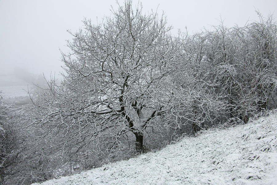 Snow Covered Trees In Winter Photograph