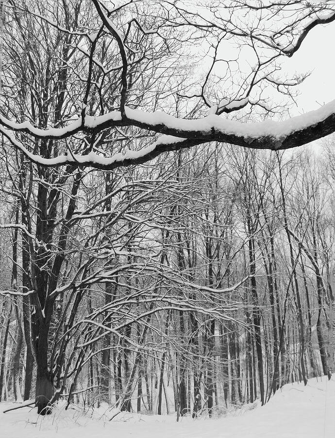 Snow Covered Trees Jan 2024 Photograph by Emmy Marie Vickers