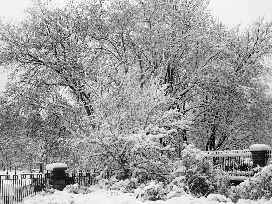 Snow Covered Trees Photograph by Stephanie Moore