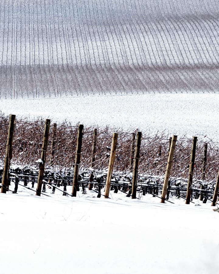 Snow Covered Vineyard and Poles Photograph by Jerry Sodorff