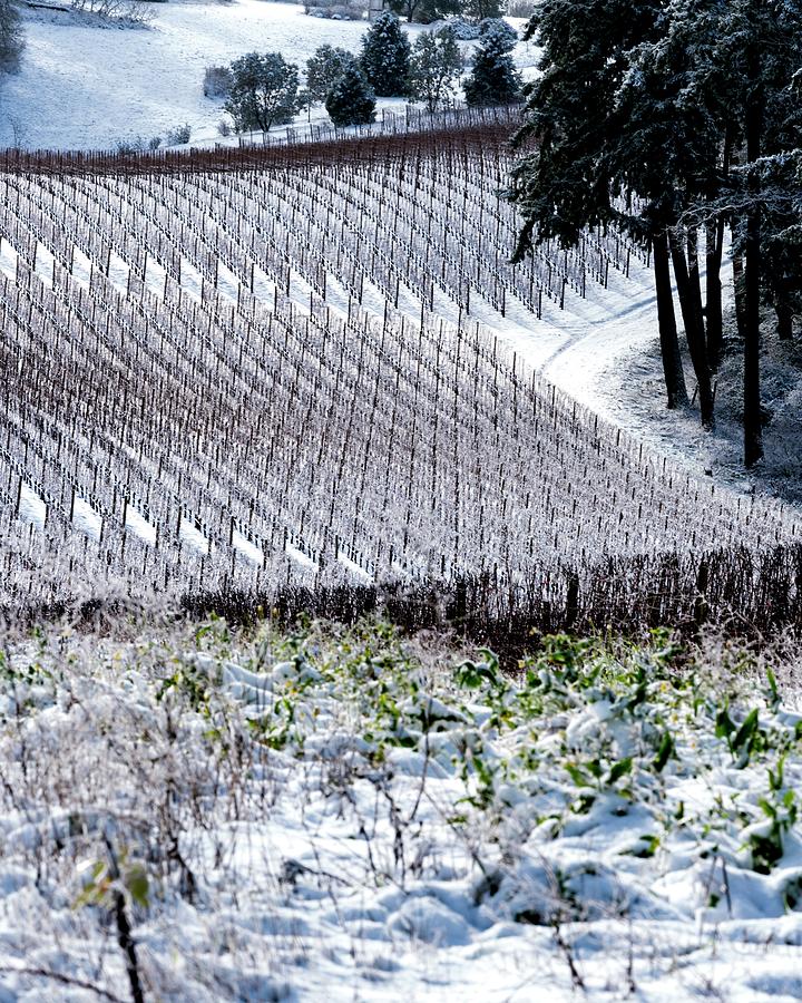 Snow Covered Vineyard Photograph by Jerry Sodorff
