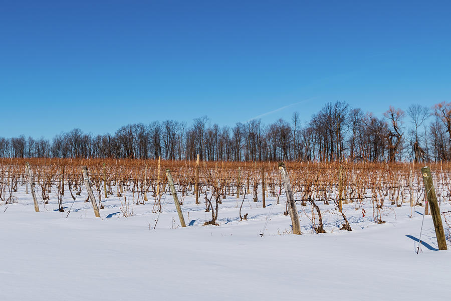 Snow Covered Vineyards Photograph by Chad Dikun