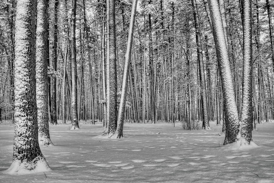 Snow Covered White Pine Trees Photograph by Dale Kauzlaric