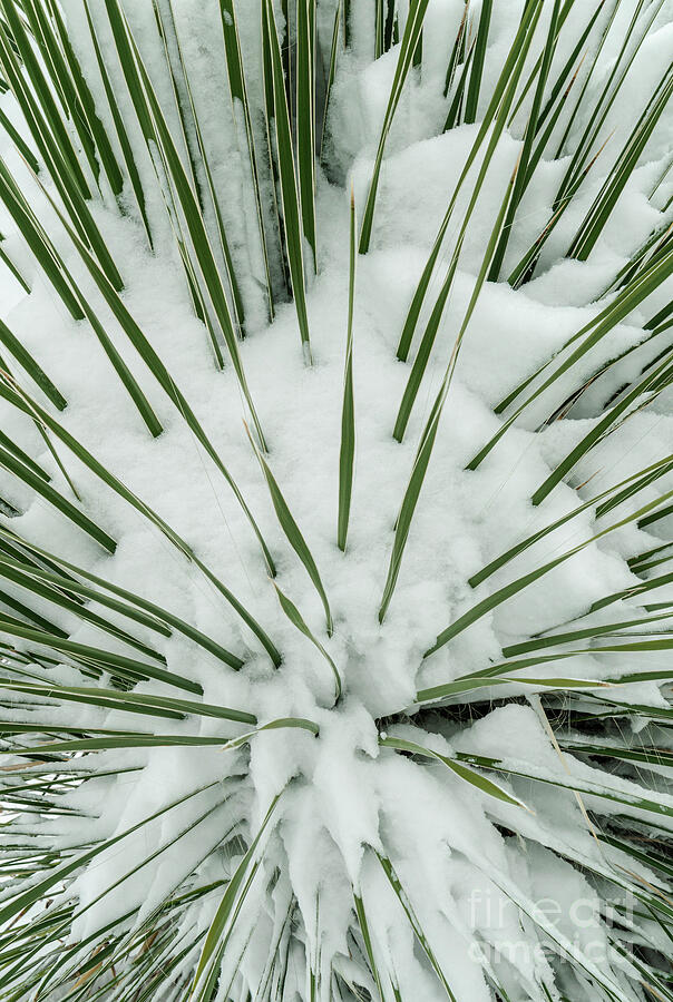 Snow-covered Yucca #2 Photograph by Maresa Pryor-Luzier