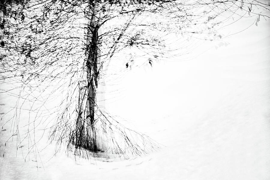 Snow Dance Photograph by Ursula Abresch