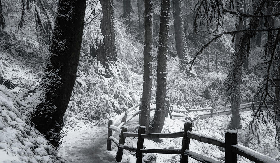 Snow-Dappled Trail Photograph by Don Schwartz