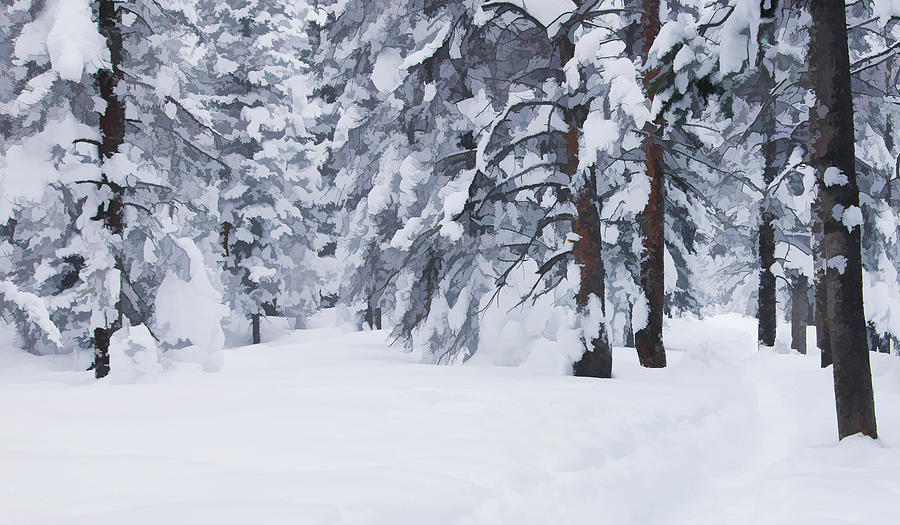 Snow-dappled Woods Photograph by Don Schwartz
