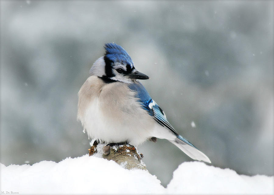 Snow Day for a Blue Jay Photograph by Marilyn DeBlock