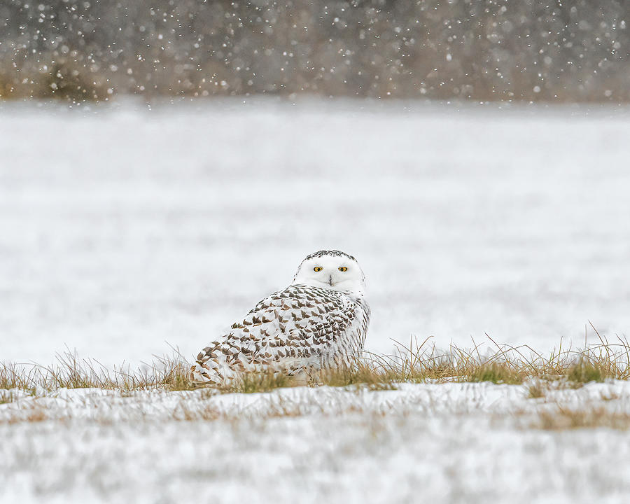 Snow Day for the Snowy Owl Photograph by Sheen Watkins