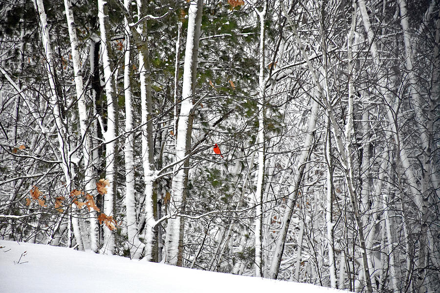 Snow day visitor Photograph by Monika Salvan