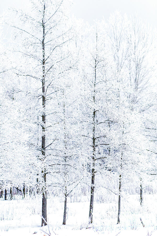 Snow Days Photograph by Jennifer Jenson - Fine Art America