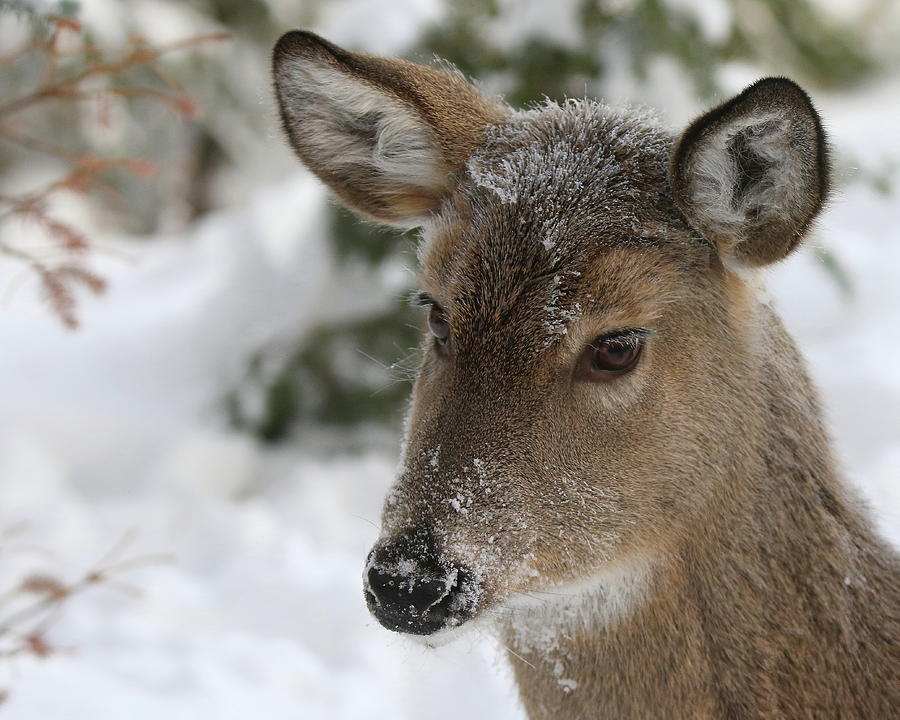 Snow Deer Photograph by Arvin Miner