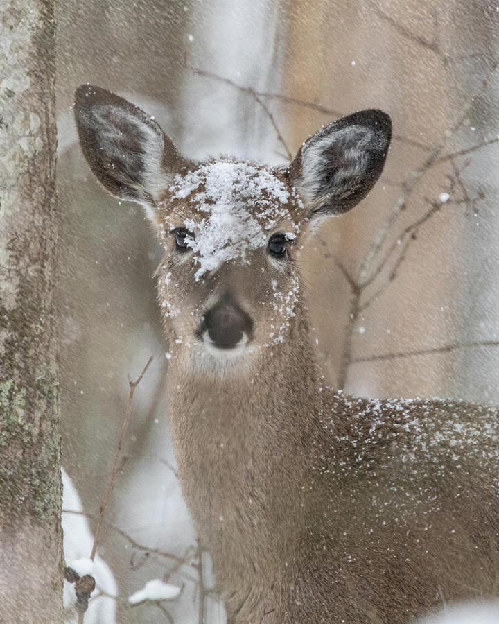 Snow Deer Photograph by Jaki Miller