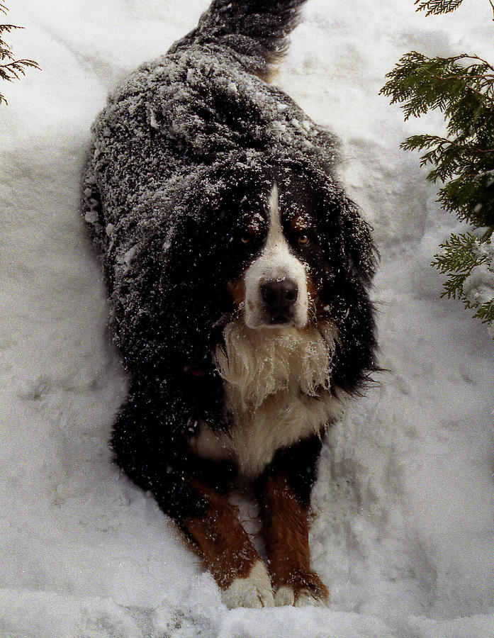Snow Dog Photograph by Wayne King