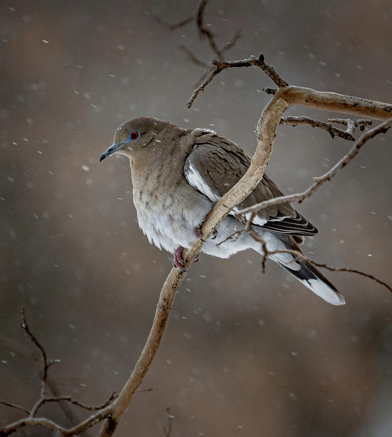 Snow Dove Photograph by David Downs