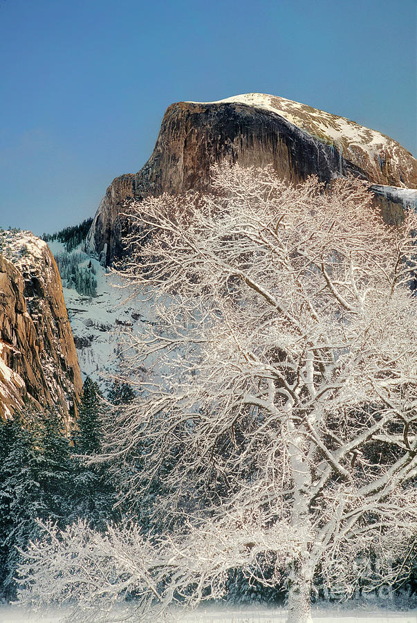 Snow-draped Black Oak Half Dome Yosemite NP California Photograph by Dave Welling