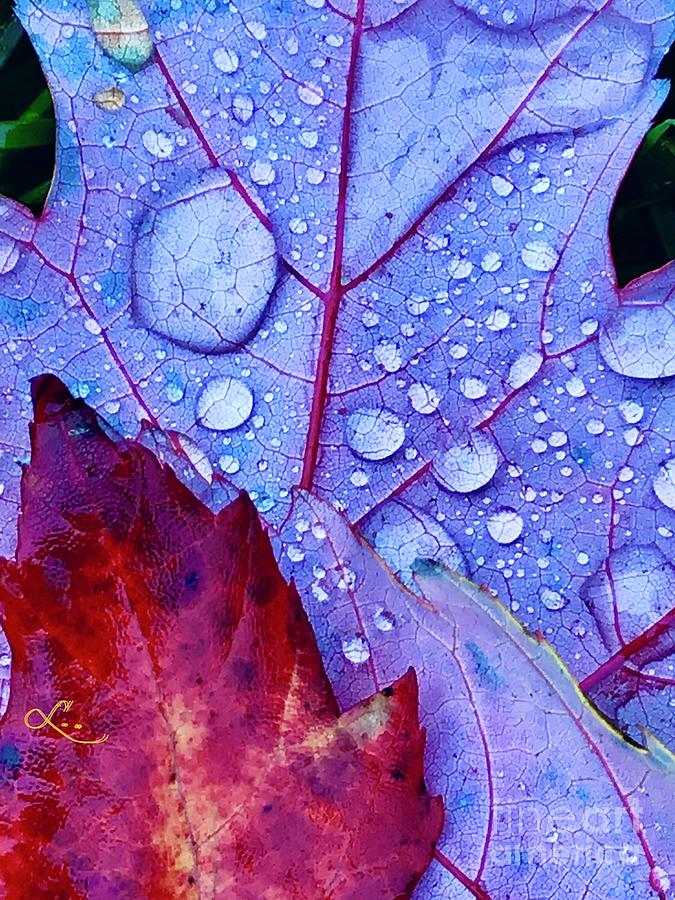 Snow Drops in Autumn Digital Art by Lynne Paterson