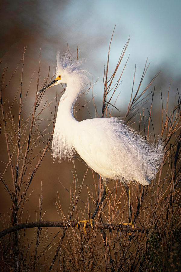 Snow Egret #1 Photograph by Catherine Lau